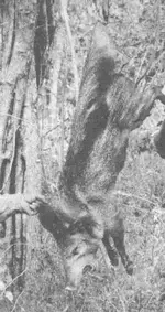 Javelina Peccary got & et by tropi with his trusty pistol .357..webp