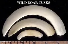 RUWB01-BoarTusk.webp
