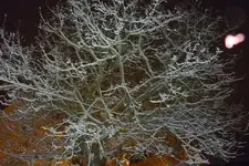 P1000960.webp