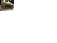 pet wood 13.webp