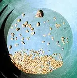 Chucks gold-1.webp