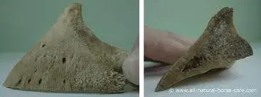 bone.webp