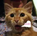 KUTE CAT.webp