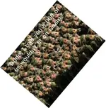 Marines1.webp