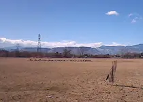 Geese.webp