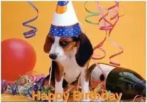 b beagle.webp