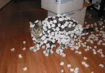 Static cat.webp