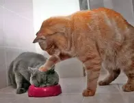 You may not be happy with dinner, but you are going to eat it anyway.webp