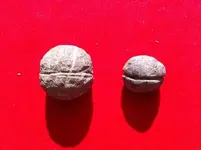 Mandan Artifacts (16).webp