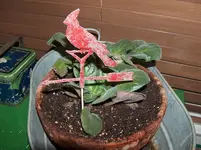 HPIM5630.webp