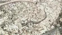 GetAttachment snake.webp