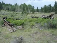 logs.webp