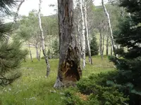 carving2.webp