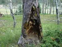 carving.webp