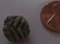 StrangeObject 004smaller.webp