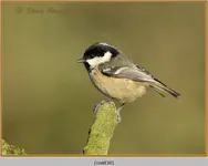 coal-tit-50.webp