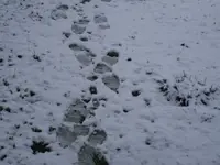 snow trail.webp