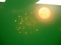 shiny penny.webp
