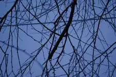 DSC01599.webp