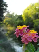 flowers 010.webp
