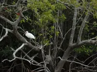 canoe ride, everglades city 008.webp