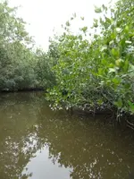 canoe ride, everglades city 019.webp