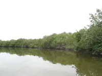 canoe ride, everglades city 014.webp