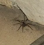 wolfspider.webp