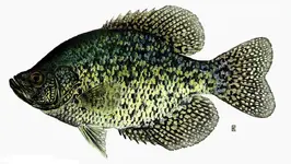 black_crappie.webp