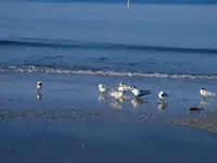 007birds.webp