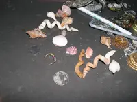 Diving with Cory 11-14,15 075.webp
