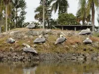 canoe ride, everglades city 009.webp