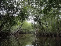 canoe ride, everglades city 016.webp