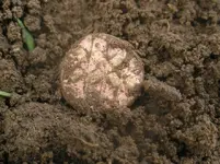 celtic gold 002.webp