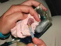 Baby Koala #1.webp