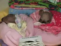 Baby Koalas #3.webp