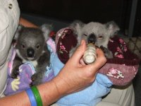 Baby koalas #4.jpg