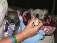 Baby koalas #4.webp