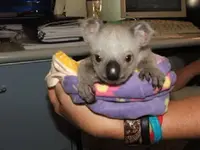 Baby Koalas #5.webp