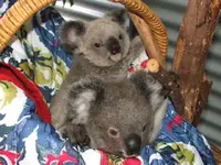 Baby Koalas #6.webp