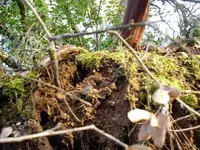 more soil.webp