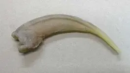 badger claw.webp
