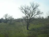 tree growing.webp