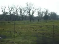 close up trees piles.webp