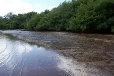 -4 low tide.webp