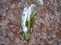 Hoot Owl Hollow 002.webp