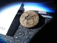 Lee jeans button 003.webp