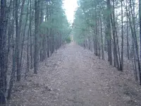 Strange Shaped Trees 009.webp