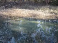 Walking In The Forest 006.webp