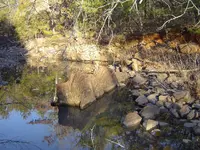Walking In The Forest 014.webp